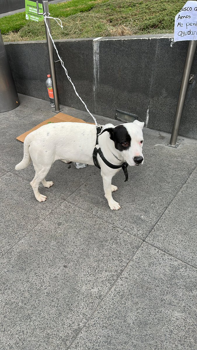 BarbarianSSJ's tweet photo. Amigos. Ayúdenme a encontrar el dueño de este perro que dejaron en plaza Carso. Esta empezado a llover y está aquí en la calle. Esta en el city market de plaza Carso en Polanco. Denle RT hasta que lo encontremos. https://t.co/V0dodCOqhR