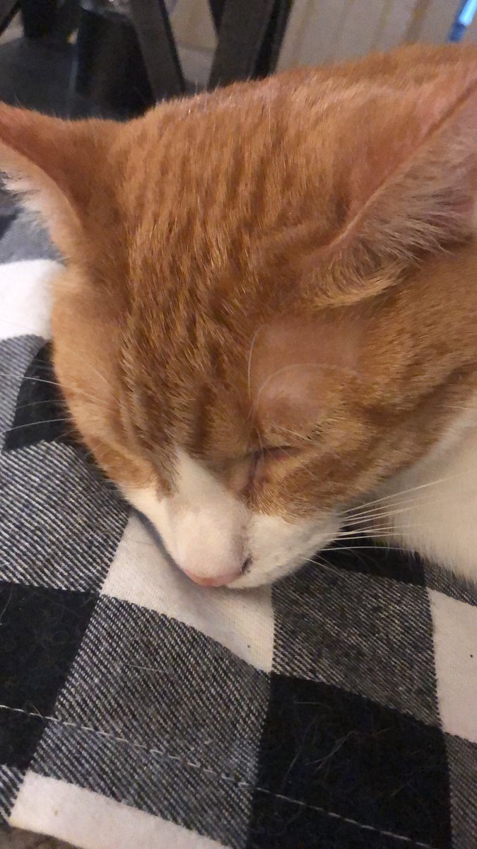 erika_hazlett's tweet photo. #FureverGrateful #PurrPurrWork #Clearthelist #POSTYOURCAT #DROPYOURLIST He NEEDS ๐ค๐ผ๐ #YOURHELP ๐๐๐#CatsOfTwitter #teachertwitter https://t.co/TOGXcjljd1 https://t.co/jvjwS6afnS