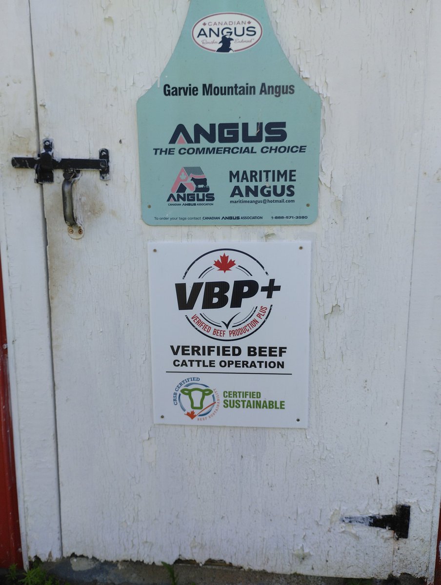 Old and new <a href="/VBPCanada/">VBP+ Canada</a> signage at the barn doors. First producer in NB to be registered, many more now following the guidelines and reaping the benefits. <a href="/BovinsNBCattle/">NB Cattle Producers</a> <a href="/cdnangus/">Canadian Angus</a>
