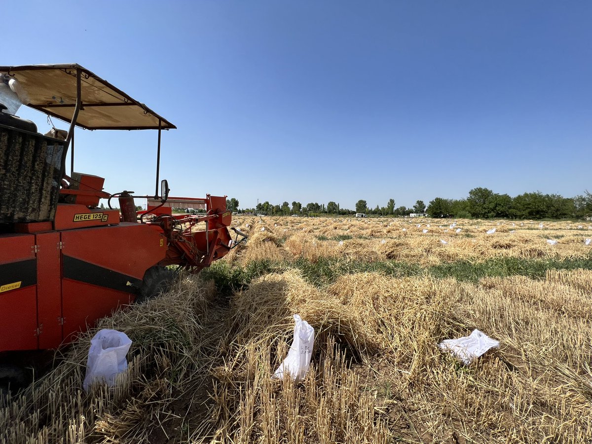 Final harvest of my wheat breeding plots.