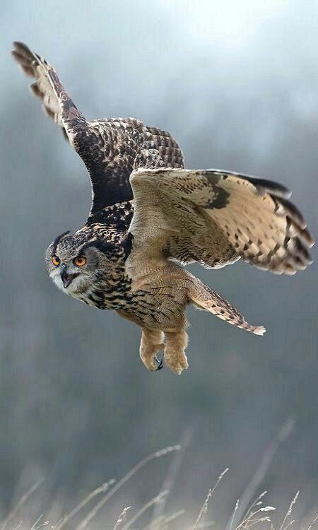 Your owl for tonight!
#photos #photography #birds #owls