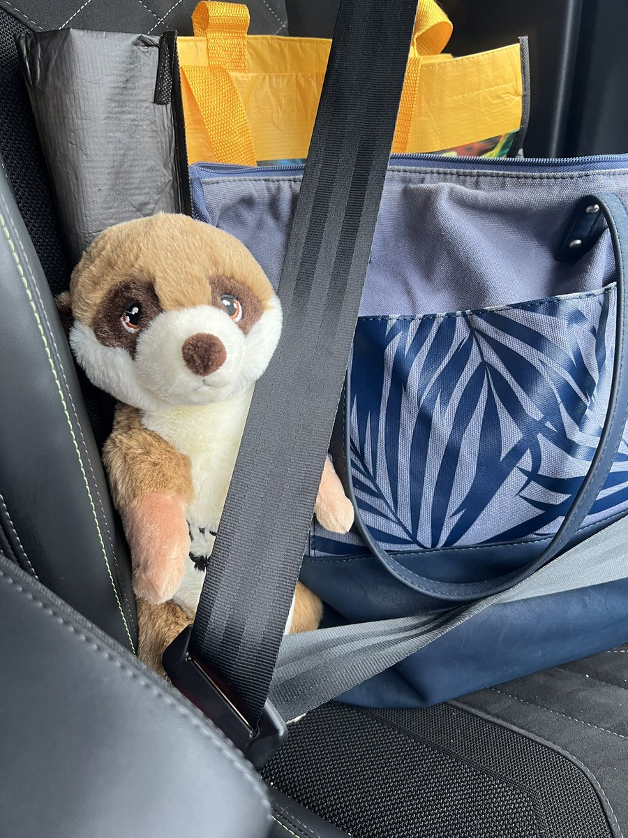emlou19's tweet photo. Safety on the way home @TropWorldLeeds #meerkats #tropicalworldleeds #seatbeltson https://t.co/kpRQZYHhen