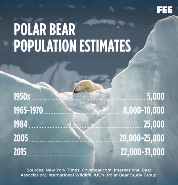 polar bear population