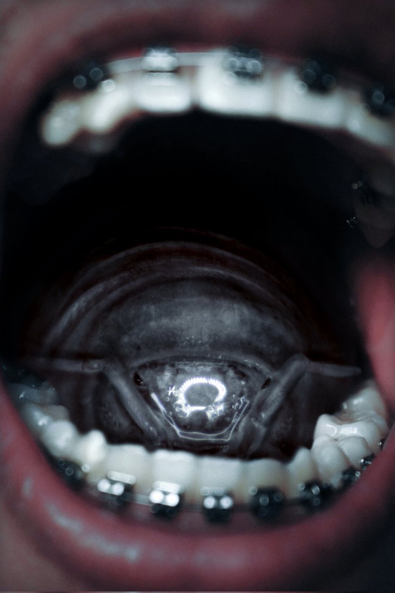 Valdevia_Art's tweet photo. Cymothoa linguophaga is a parasite that targets mammals, including rare cases in humans.

Infection starts with inhalation of the egg. The juvenile travels to the mouth, where it cuts the tongue’s blood vessels, causing necrosis. The isopod then takes the place of the tongue. https://t.co/y7LN38fWSx
