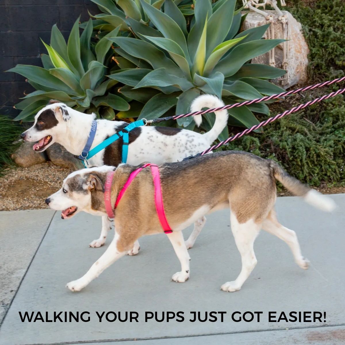 Pet Walker Plus (@PetWalkerPlusca) / Posts / X