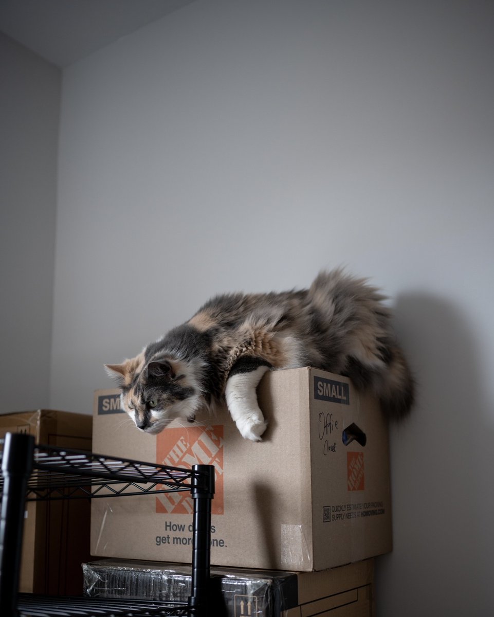 rawrycat's tweet photo. Rawry really seems to enjoy the process of unpacking 📦📦📦 (But she still spends 18 hours a day in her cabin) https://t.co/M4vLvfCU3q