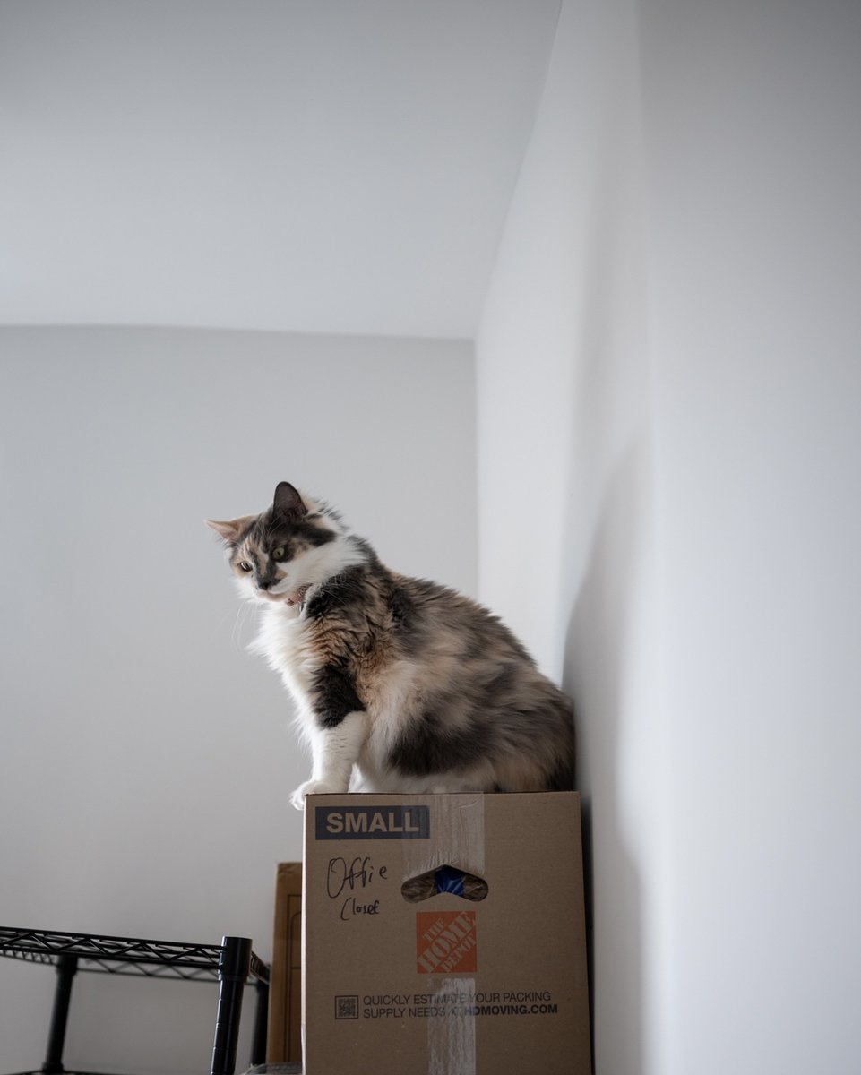 rawrycat's tweet photo. Rawry really seems to enjoy the process of unpacking 📦📦📦 (But she still spends 18 hours a day in her cabin) https://t.co/M4vLvfCU3q