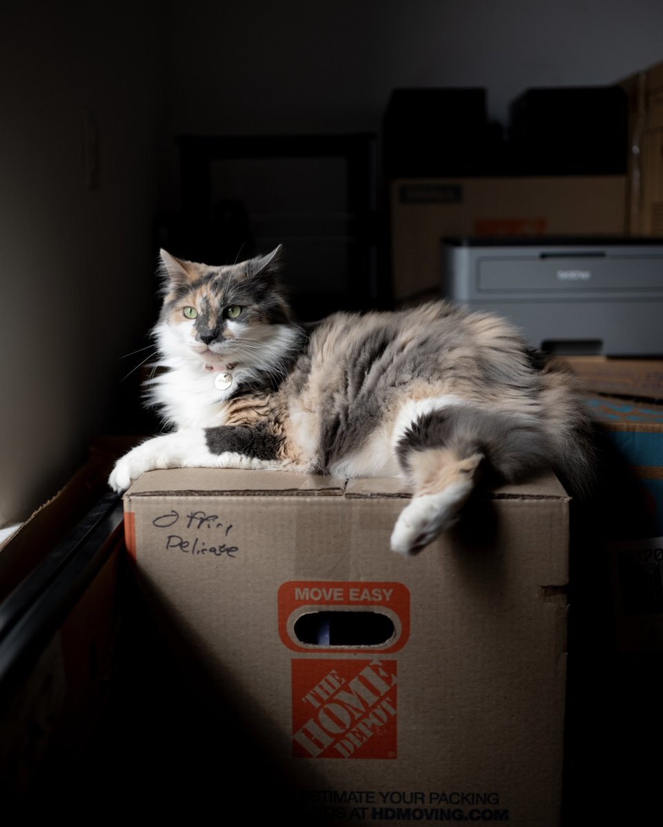 rawrycat's tweet photo. Rawry really seems to enjoy the process of unpacking 📦📦📦 (But she still spends 18 hours a day in her cabin) https://t.co/M4vLvfCU3q