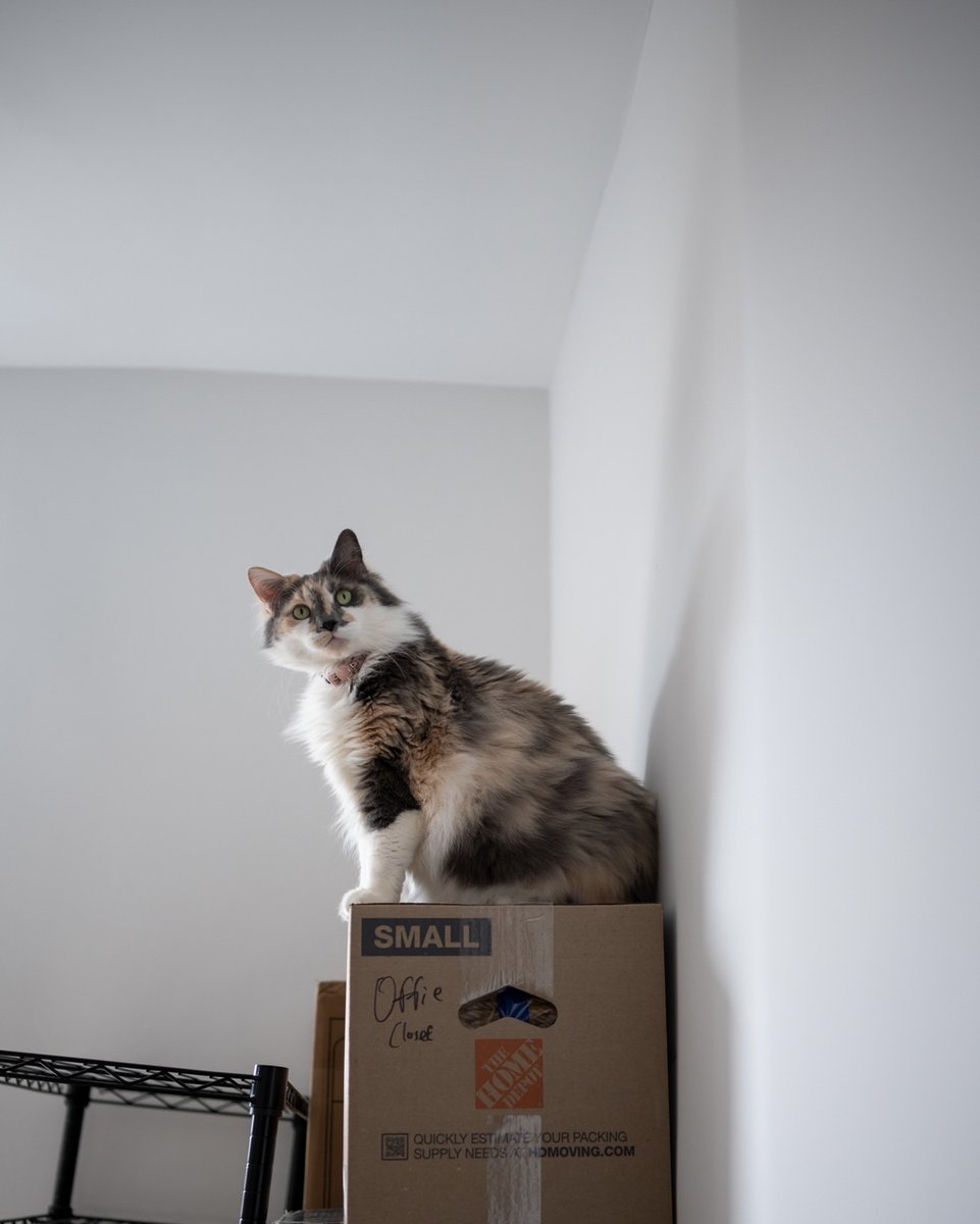 rawrycat's tweet photo. Rawry really seems to enjoy the process of unpacking 📦📦📦 (But she still spends 18 hours a day in her cabin) https://t.co/M4vLvfCU3q