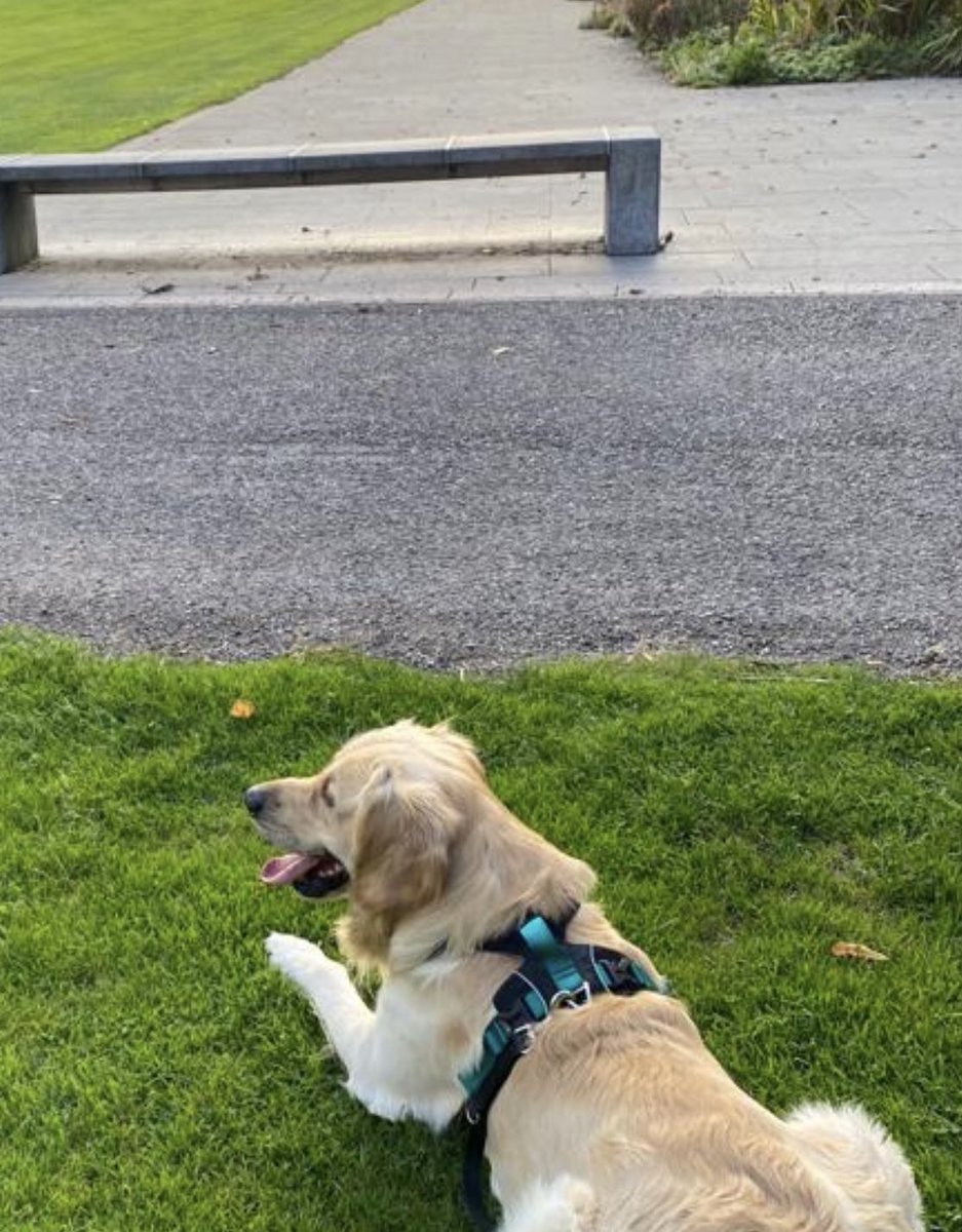 The dog dude on the TV made it look easy. I guess I’ll just have to take a leap of faith. <a href="/GoldenGeorgeous/">Gorgeous George</a> <a href="/CuteGoldens/">Golden Retrievers</a> <a href="/dog_feelings/">Thoughts of Dog</a> <a href="/dog_rates/">WeRateDogs</a> <a href="/duncangoldenpup/">Duncan the Golden Retriever</a>