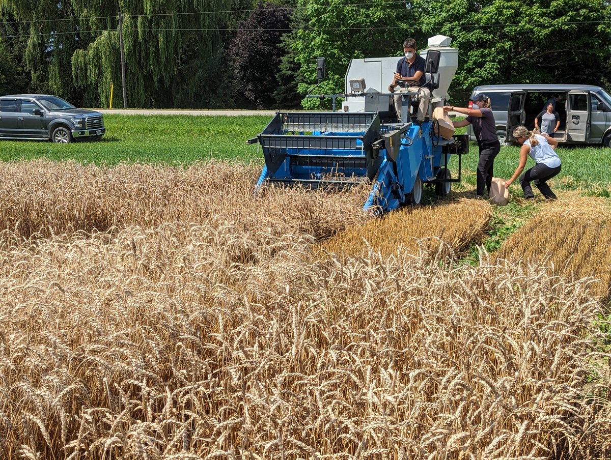 Ellen_Sparry's tweet photo. #Harvest is back under way! At our Palmerston site. #LookingForTheOne. @thewheatteam https://t.co/jUIMfOkWZx