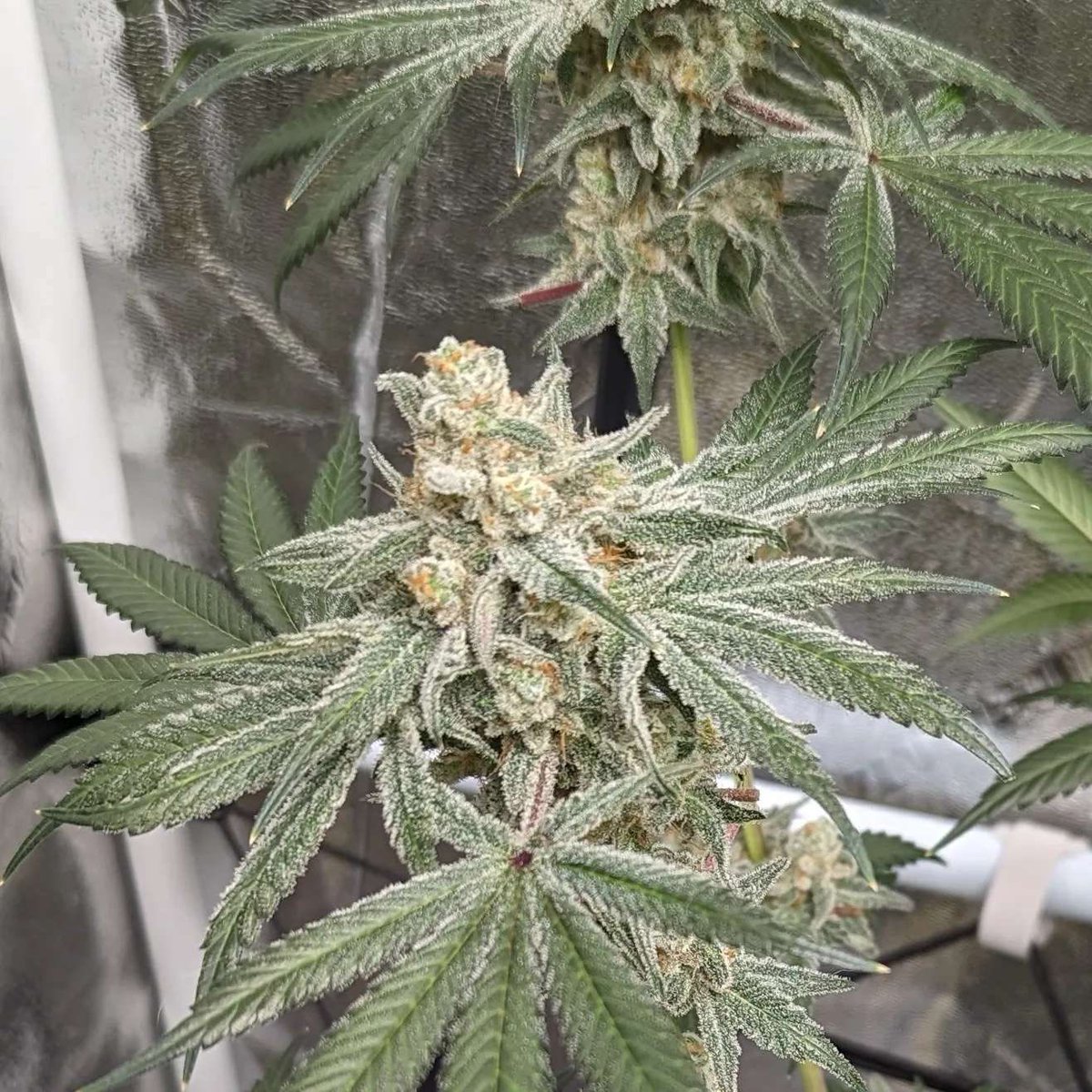 Raw_Genetics_'s tweet photo. #DevilsPie - Georgia pie x Devil Drive grown by Arizona Grows ๐ซถ one of our community members. This cross is from the fem Line we made for my brother @Tikimadman1 https://t.co/oGWGkuThHb