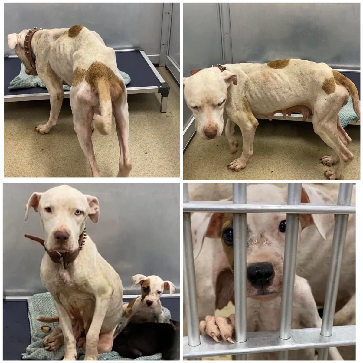 Heartbreaking mama &amp; 2 babies💔Skin and bones, over bred, &amp; covered in flea dirt. Mom weighs 34lbs😢

Owners surrendered “Can’t afford”

❤️‍🩹MOM 53855581 
❤️‍🩹BABY 53855597
❤️‍🩹BABY 53855589
FOSTER/RESCUE/PLEDGES NEEDED! 

At #FortWorth Animal Control #Texas
#dogsoftwitter #dfw #TX