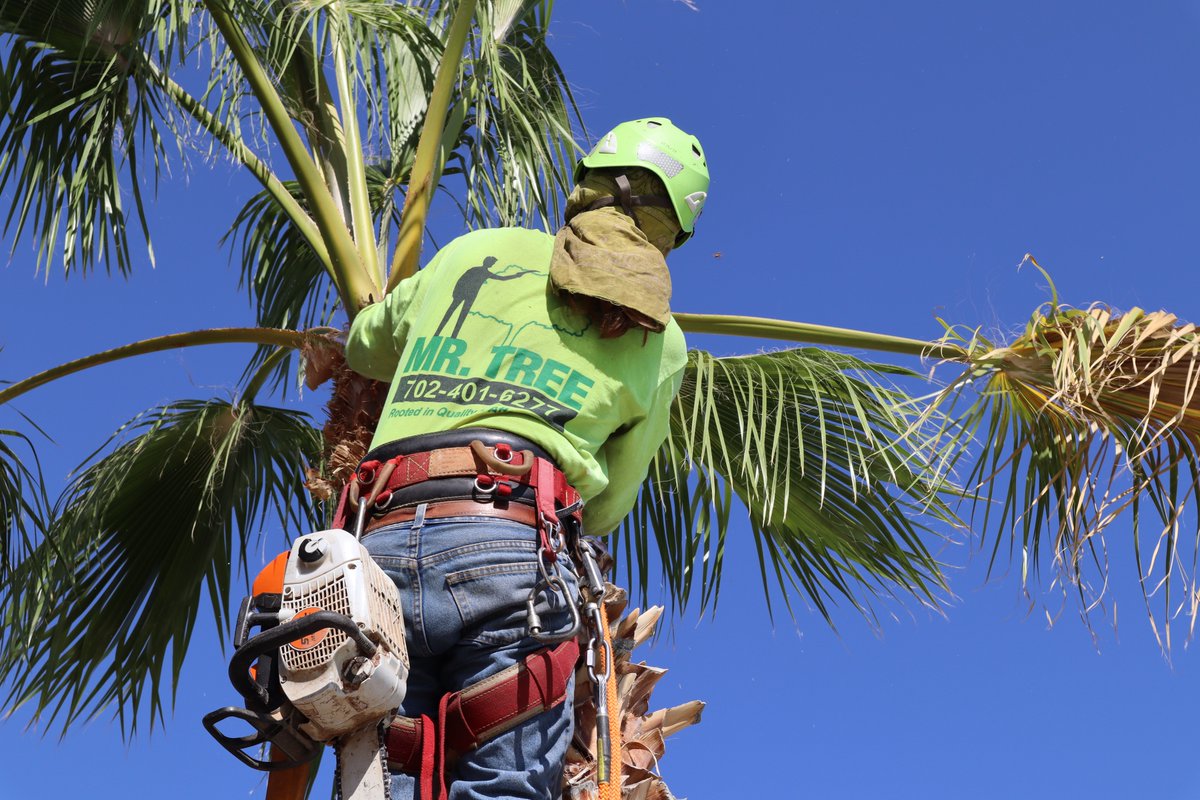 MrTree_LV_'s tweet photo. Somewhere in a tree. Get a free quote today! https://t.co/Mg5Rbd2fl9