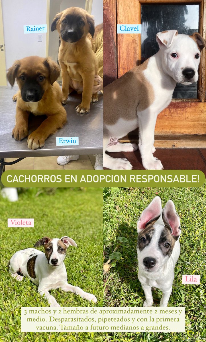 AdoptaHuellas's tweet photo. Buscamos familias para estos cachorritos! se encuentran en zarate y campana pero se pueden trasladar a capital y alrededores. 
Nos ayudas a compartir? 💚🐾
Para adoptar comunícate x whatsapp; 3487 314139 https://t.co/6EYjNuJ91b