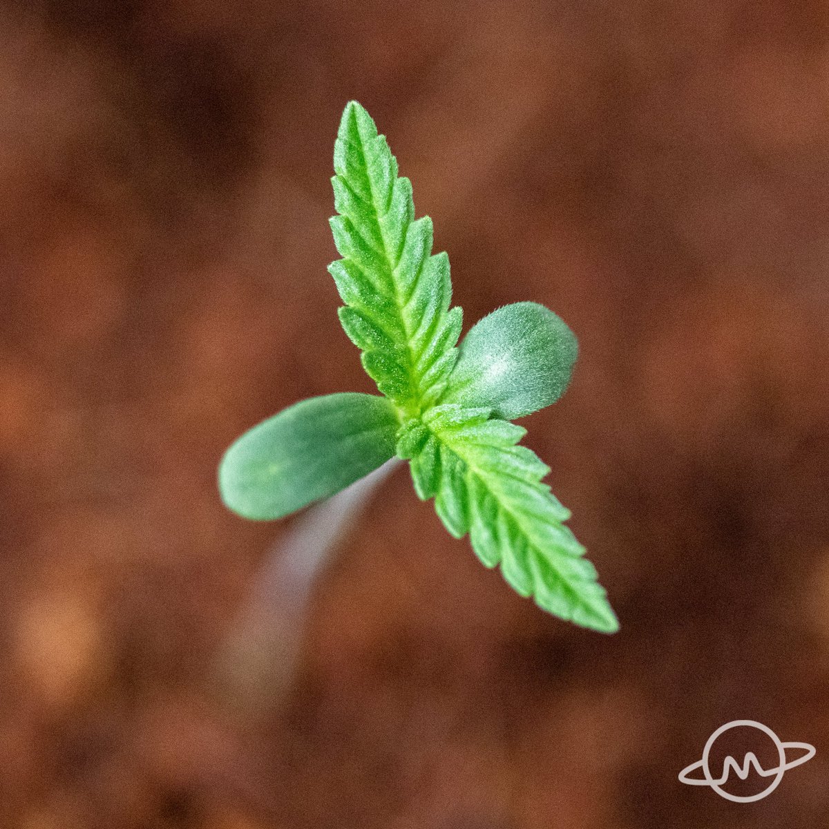 🌱Pheno-hunt in progress!🌱 New strains coming this fall!

Nothing for sale. 

#Mockingbird #Mississippi #medical #cannabis #seedling #pheno #notforsale