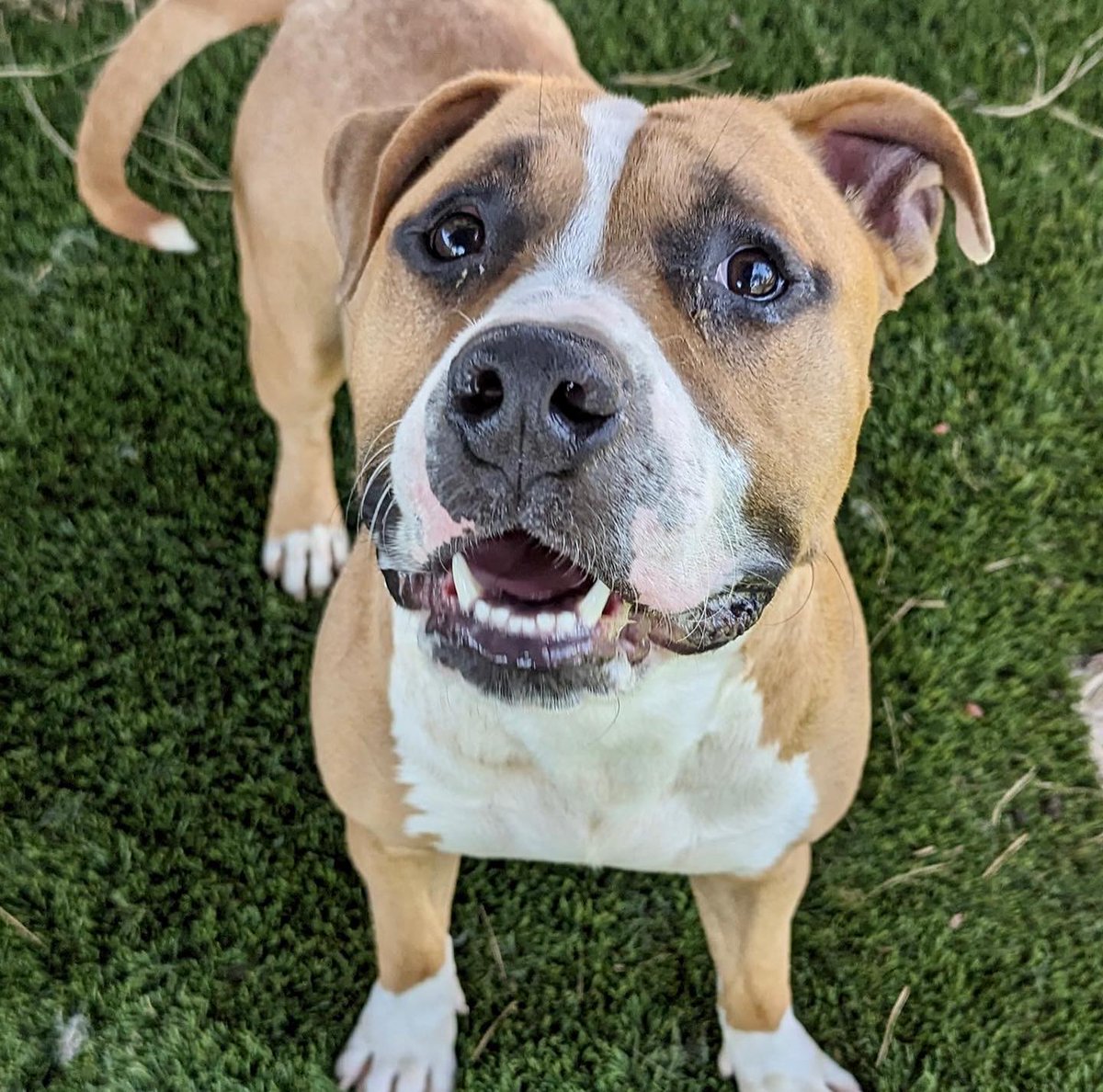 mapleveewesem's tweet photo. 💔🆘💔 Last Chance for 1 yo 63 lb PLEX? Downey #California ACC has 194 dogs for 175 kennels. 😳 PLEX is the longest resident. He's good with other large calm #dogs. Plz #ADOPT or #FOSTER 4 rescue 🙏 
Info ⬇ #A5558573 https://t.co/JXjEUKdFuc