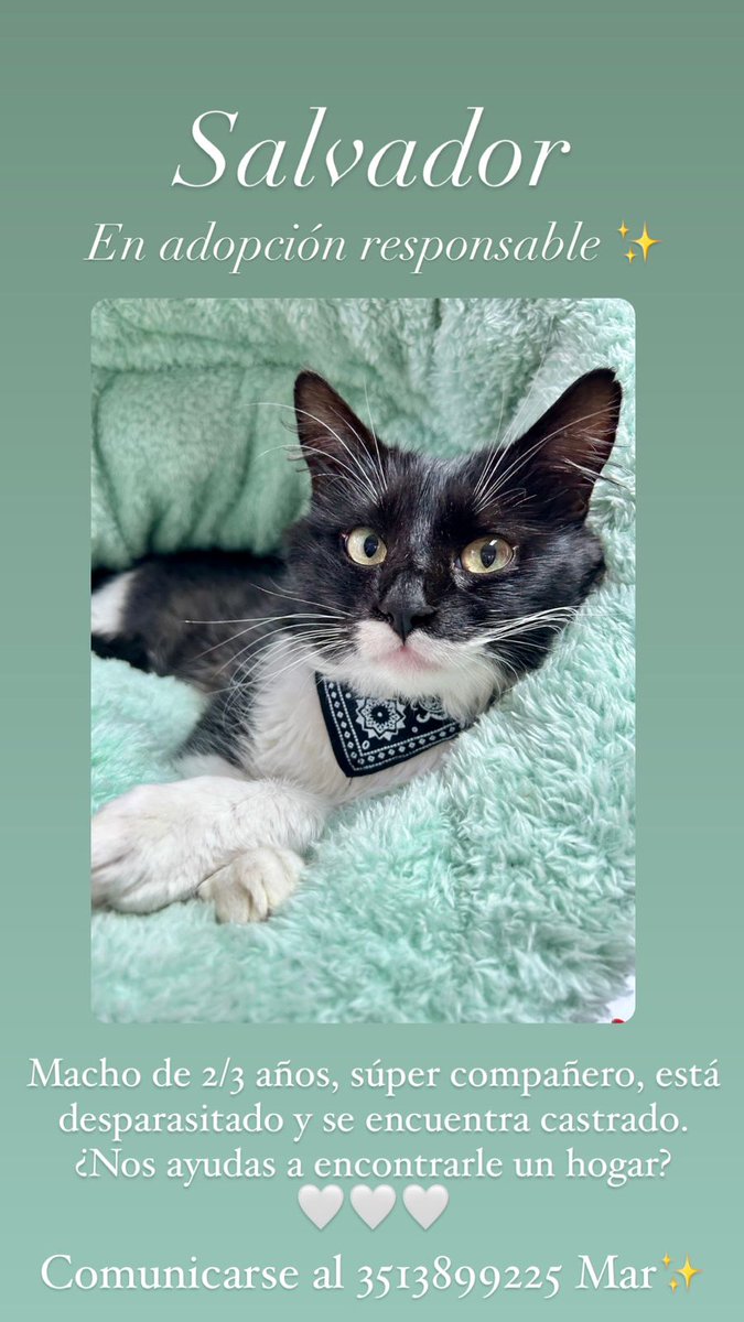 Salvi sigue buscando una familia. Es un gatito de 2/3 años, mimoso y muy tranquilo. Se encuentra desparasitado y castrado.
<a href="/VivireNuevaCba/">VivirenNuevaCórdoba®</a>