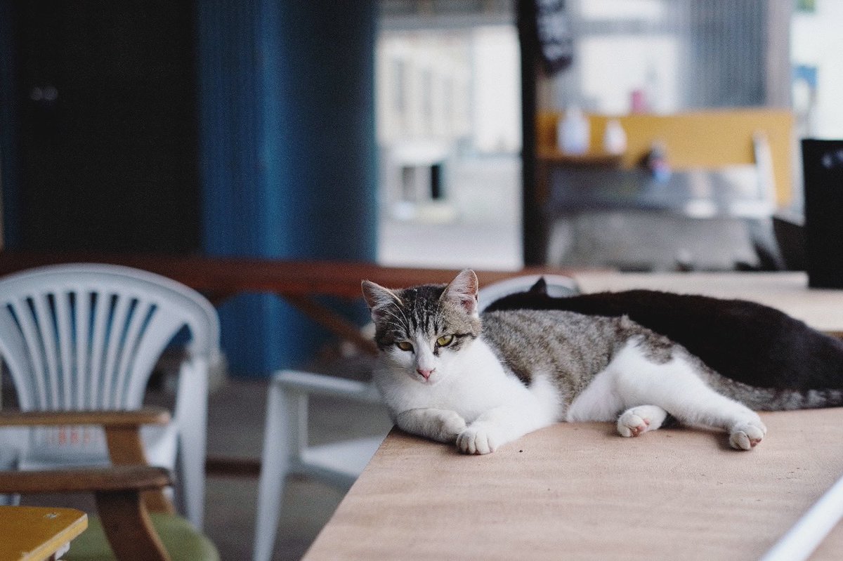 rep1ay's tweet photo. 涼しい場所 の、ねこ。
#ねこ #のねこ #のら #そとねこ #猫 #cat #涼しい場所 #coolplace https://t.co/PHrVcfwiZF