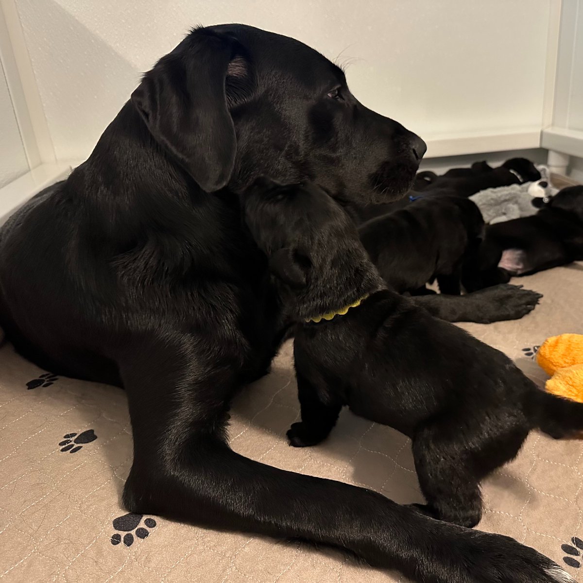 Valor Service Dogs tweet media