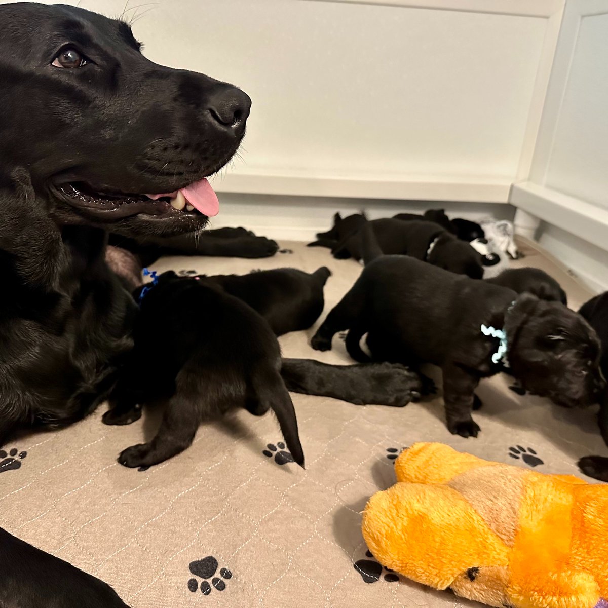 Valor Service Dogs tweet media