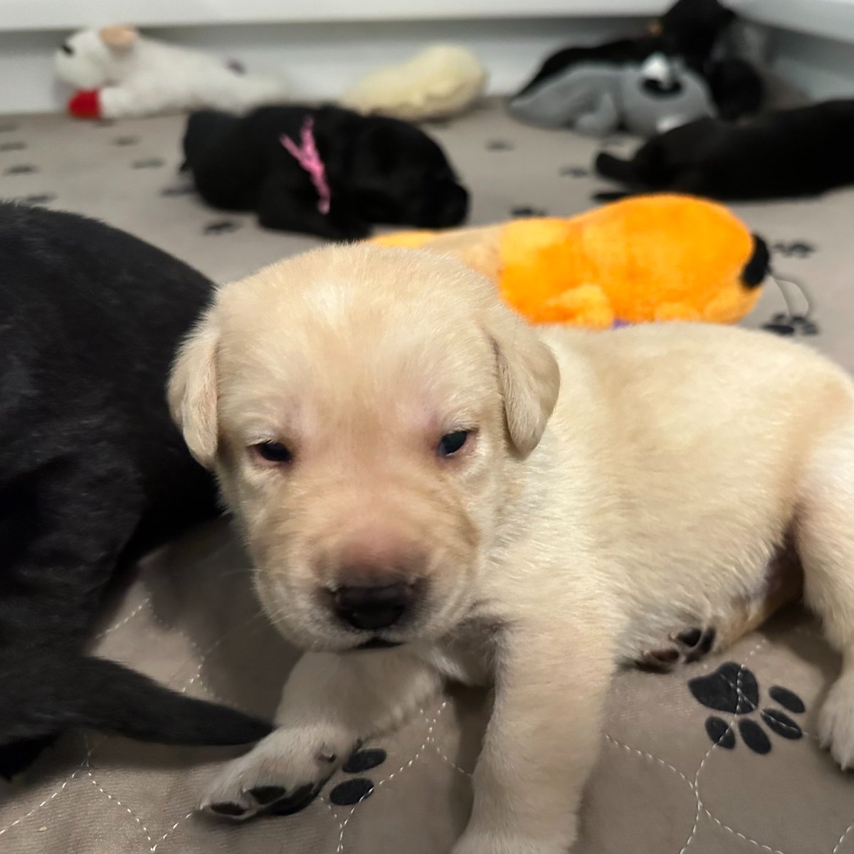 Valor Service Dogs tweet media