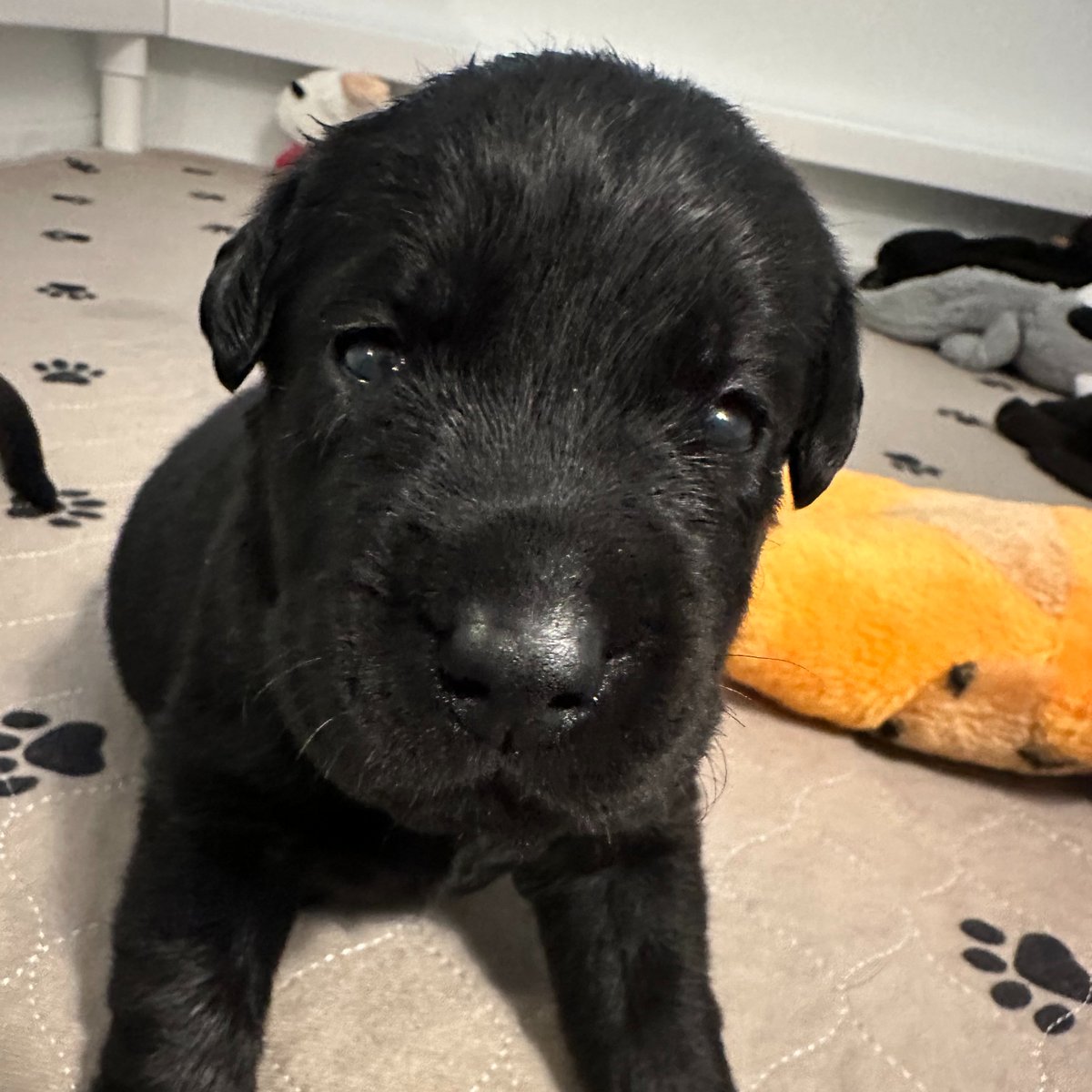 Valor Service Dogs tweet media