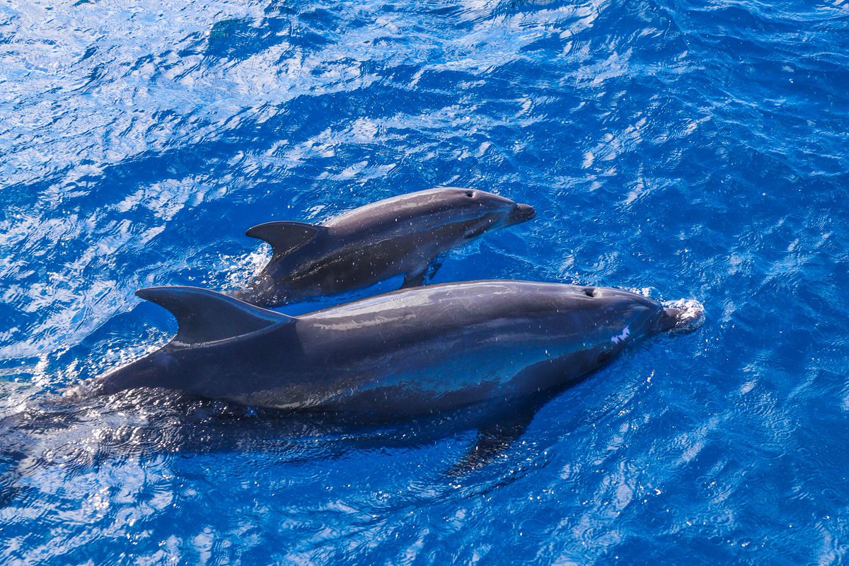 DolphinsAndYou's tweet photo. Join us for an unforgettable adventure as you explore the island's crystal-clear waters! Don't miss out on this once-in-a-lifetime experience! #DolphinTour #Oahu #Adventure #DreamComeTrue https://t.co/wxjIiZevhZ