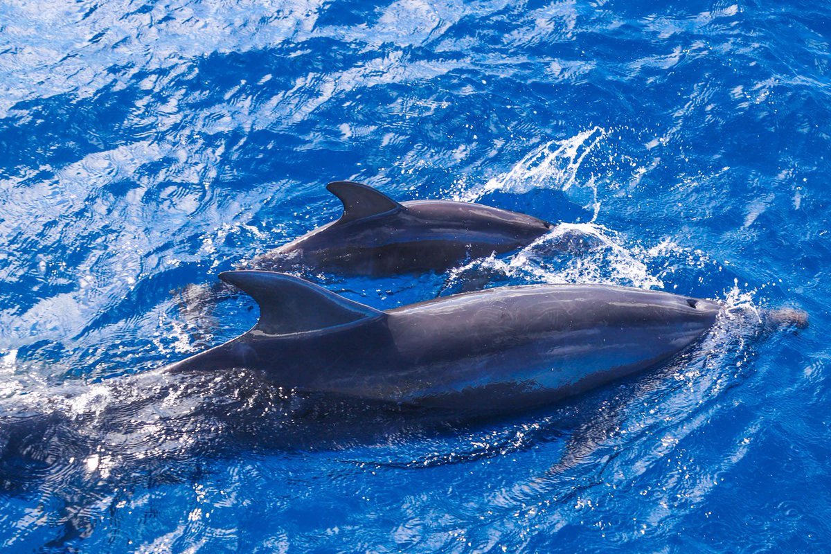 DolphinsAndYou's tweet photo. Join us for an unforgettable adventure as you explore the island's crystal-clear waters! Don't miss out on this once-in-a-lifetime experience! #DolphinTour #Oahu #Adventure #DreamComeTrue https://t.co/wxjIiZevhZ