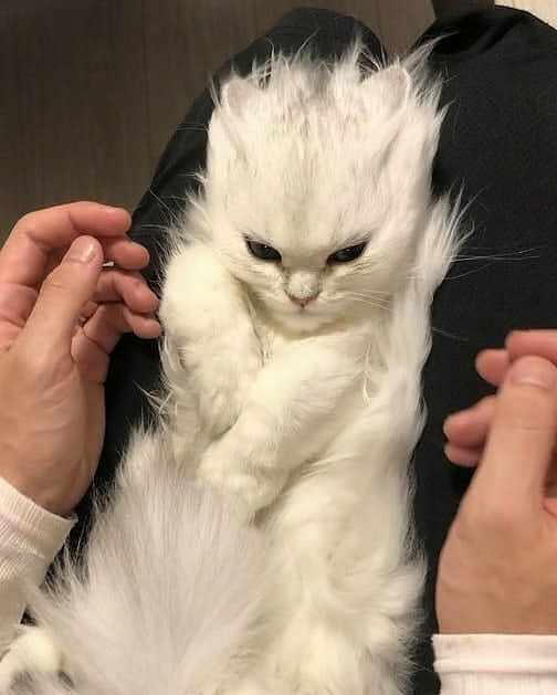 Why you should have a cat (@shouldhavecat) on Twitter photo 