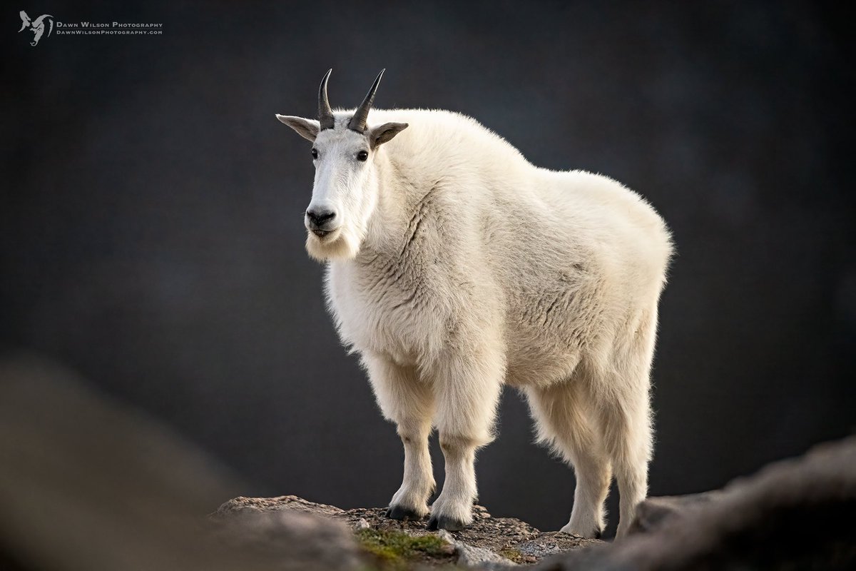 DawnWilsonPhoto's tweet image. A mountain goat framed by the rocks and shadows of the tundra. Have a great Monday!
#mondayvibes #mountaingoat #wildlifephotography #wildplanet #wildlife #Colorado #coloradolife #coloradowildlife #coloradooutdoors #livelifeoutside #coloradoparksandwildlife #mountainlife