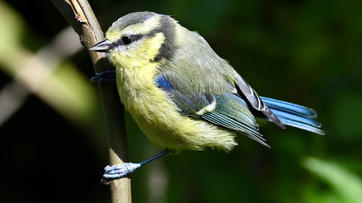 Always a pleasure watching a juvenile blue tit hopping from branch to branch 

#TwitterNatureCommunity #wildlifephotography #birdphotography #birds 
<a href="/Natures_Voice/">RSPB</a>