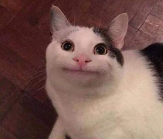 sunsorise's tweet photo. @asvl_ellie não entendi porque ele brigou com você... literalmente outra gatinha 👇👇👇 https://t.co/yGOlVBGGG9