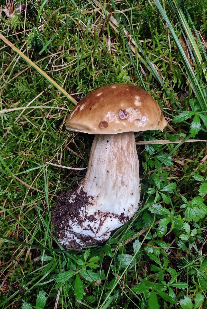 A big bowl of porcini from a wet Scotland today. #mushrooms #Scotland #foraging
