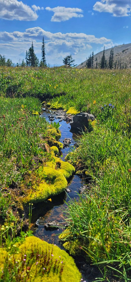 Little stream I found up on the mountains around 6500 ft. #NaturePhotography #outdoors #pnw #jeeplife