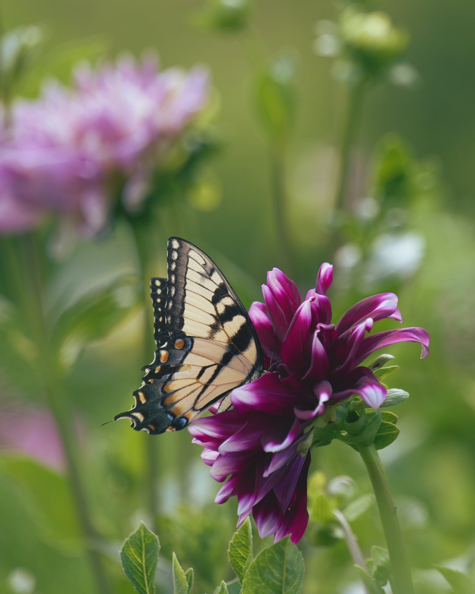 Aaron Burden tweet media