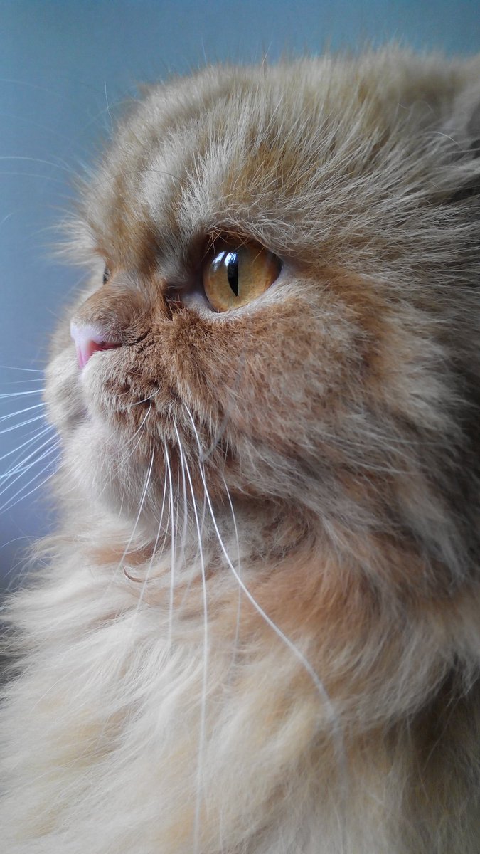 Rollingol's tweet photo. @tintapurpura_ 🐾Gohan🐾, me lo  atropello un 🚕 https://t.co/ZQoB9C1A3Y