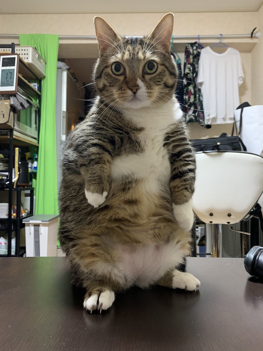 nekocafeponpoko's tweet photo. ゲリラ豪雨⛈️☔️
慌てて洗濯物取り込むワシ

ヒーヒー言ってバタバタしてたら
テーブル上でその一部始終を
マンチカン立ちで悠々と見つめられてた

なんで立つ？ https://t.co/6jZURfvX8m