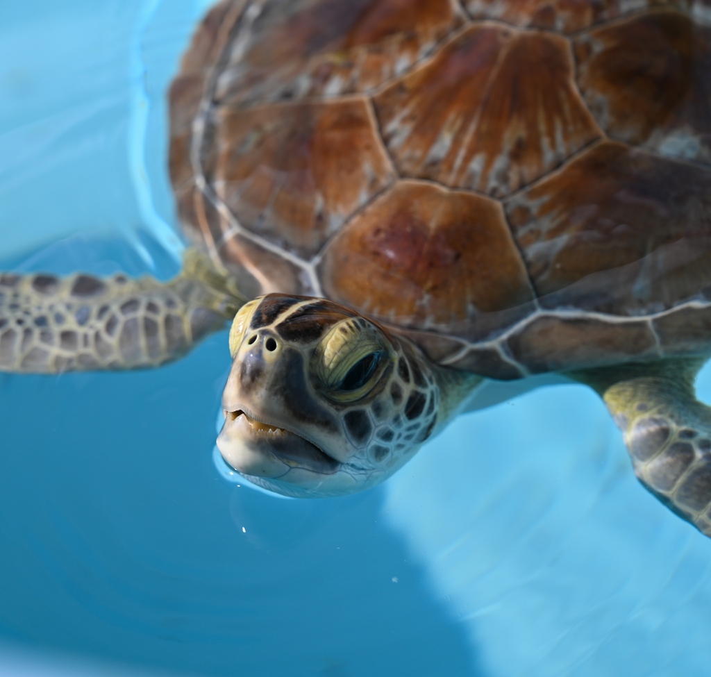 Because of LMC’s staff, volunteers, donors, and many other supporters our mission has continued to thrive over the last 40 years. 

We thank you for your support as our communities around the globe continue to create waves of progress within ocean conservation.