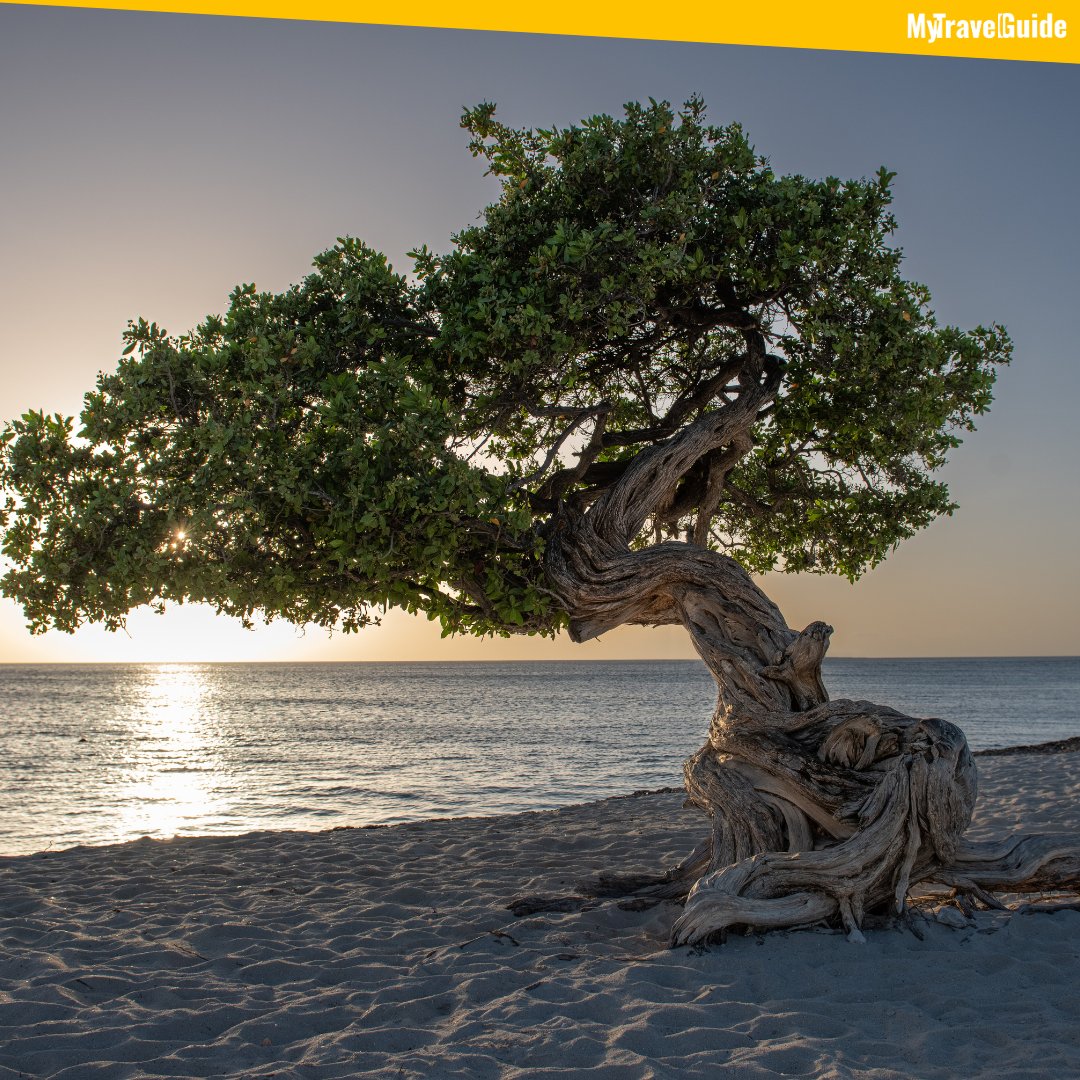 An interesting fact about Eagle Beach in Aruba is that it has been consistently ranked as one of the best beaches in the world 🌴

For more travel tips, click here: mytravelguide.co

#eaglebeach #caribbean #tropical #island #palmtrees #seaturtle #travelaruba #mytravelguide