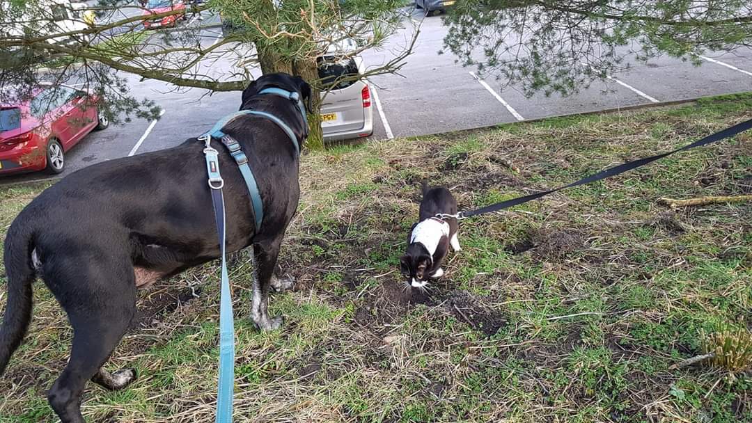 jennydoig's tweet photo. @mikel_maria Out on her harness with her big old (now gone 😭) bestie at the service station on the way to Scotland. She's been travelling her whole life and is great. If you assume asshole, you'll get one! They're so trainable! ❤️ https://t.co/rTvWQLfbCL