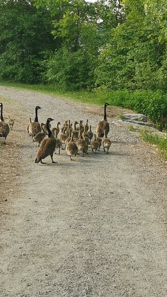 lenienda's tweet photo. Am I walking or am I herding geese? https://t.co/FOApFJO1Fo
