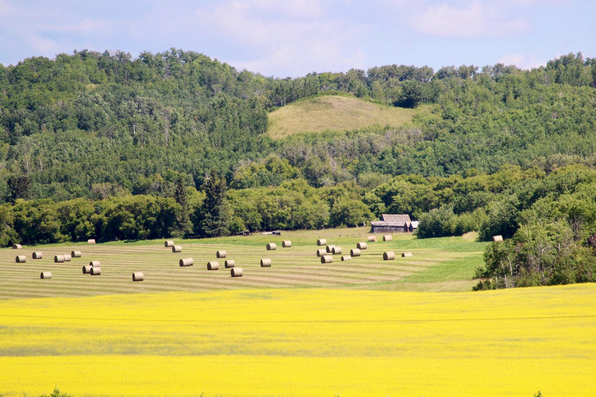 Blue sky, rolling hills, canola, bales…road tripping in Manitoba. On the road to Riding Mountain National Park. #exploremb <a href="/YourMorning/">CTV Your Morning</a> #CAA #manitoba #explorecanada