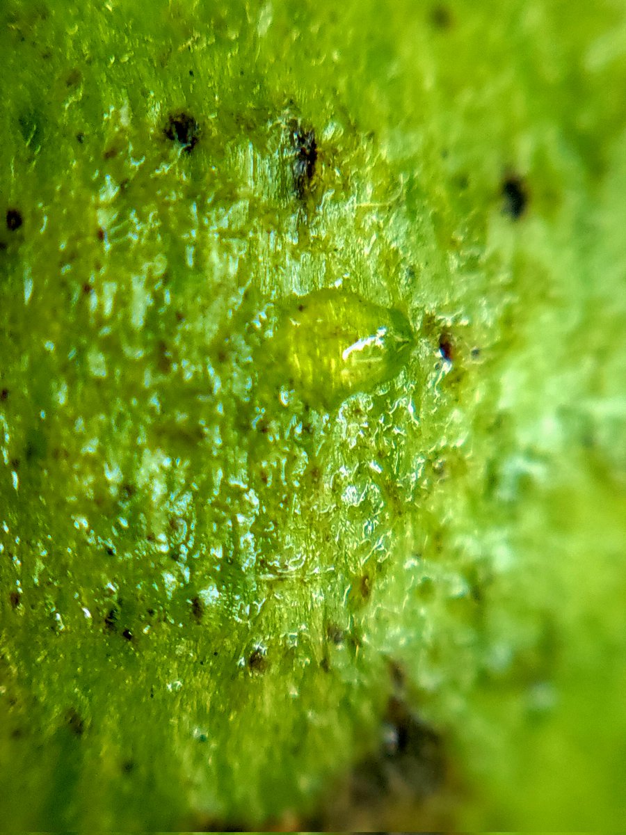 seraphipoudrier's tweet photo. #gall from @gallformers #wasp Disholcaspis quercusmamma producing honeydew, attracting #ants. #insects on #buroak.
Sur #chêne, galles de #guêpe attirant #fourmi. Ah, les #insectes! Va-et-vient de fourmis = protection contre #parasitoidwasps. https://t.co/qaCsc2OKWp