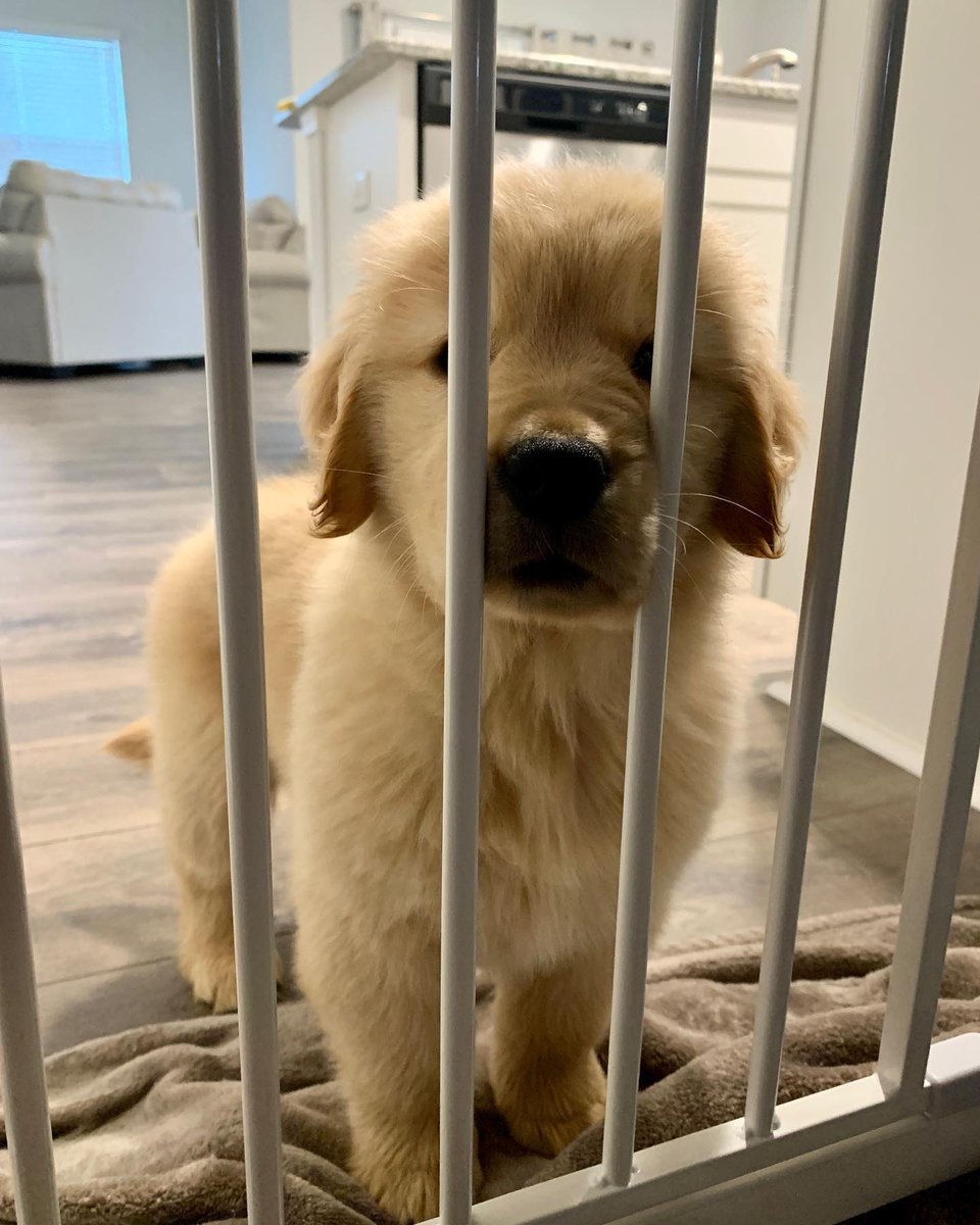 This is Pearl. She's in doggy jail on five counts of furglary, disorderly pawnduct, snacketeering, disturbing the leash, and arson. 12/10