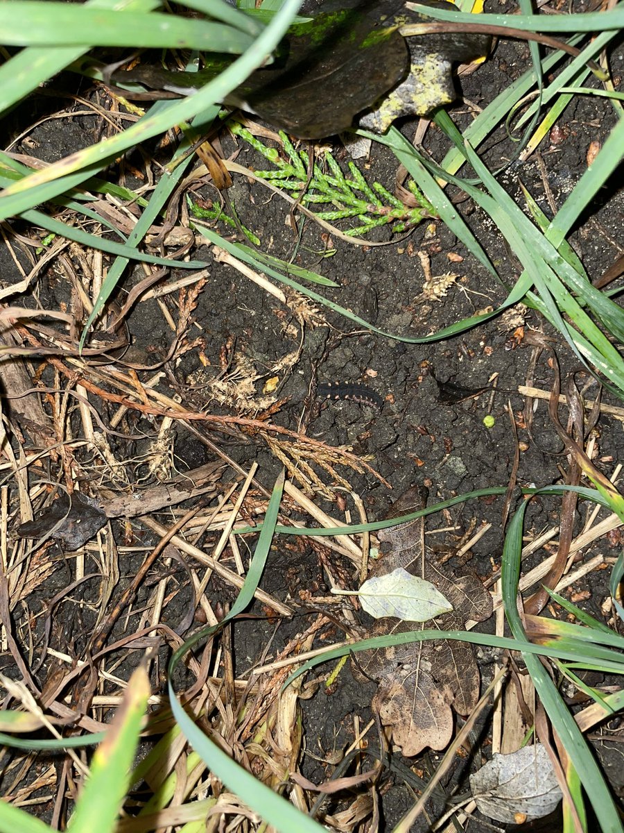 Pete Cooper tweet media