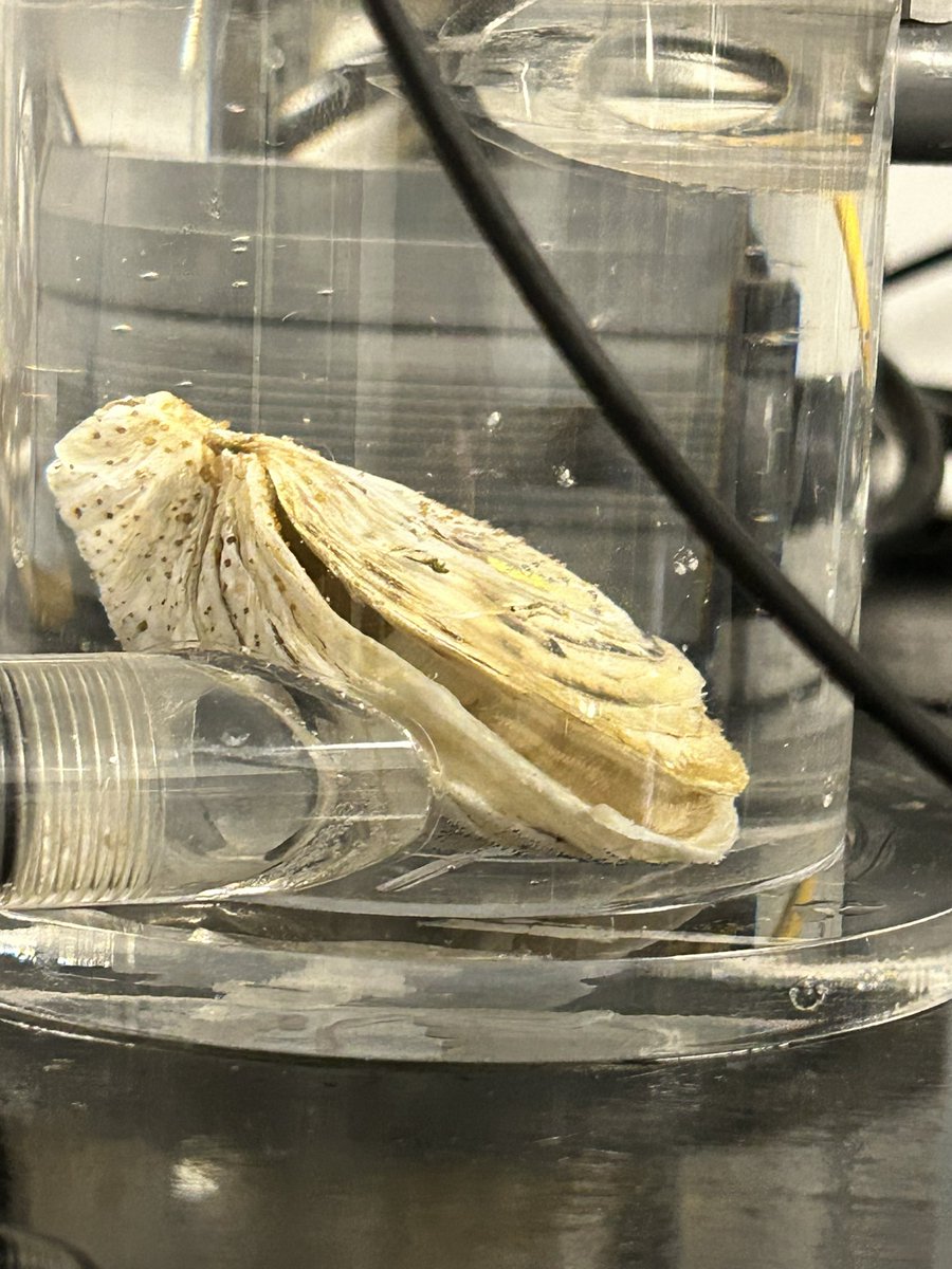 sciencegal_al's tweet photo. Conducting chapter 2 experiments this summer in South Texas! The world is my 🦪 #respy @theBahrLab https://t.co/tYOAy2YAJC