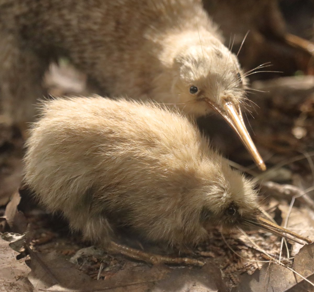 kirk_from_aves's tweet photo. Kiwis have the smallest eyes, relative to their body mass, of any bird species in the world! 🐦👁️ Despite being nocturnal, they have the smallest visual fields among birds.

Photo: Ludwig N.

#Aves #BirdWatching #Birding #BirdPhotography #Birds #BirdsOfTwitter https://t.co/izz5xEypkm