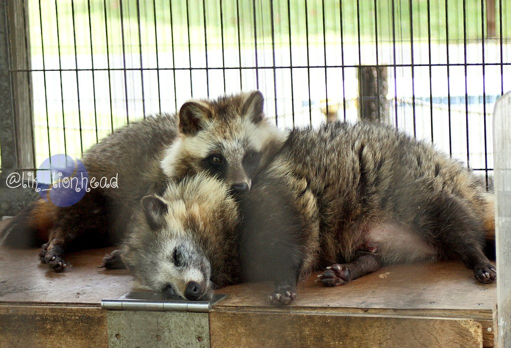 奥さま大好きすぎ(*´艸｀*)
#火曜日のたぬき
#久留米市鳥類センター #ホンドタヌキ
#やる気元気たぬき #あつまれたぬき
#tanuki #Raccoondog