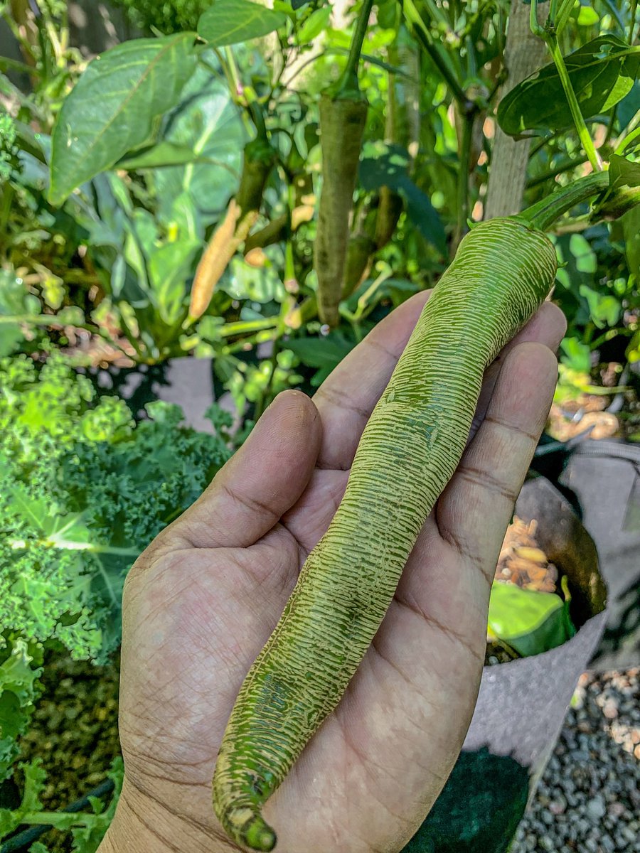 planted_garden's tweet photo. Rezha Macedonian pepper has a unique prominent corking lines all across the flesh of the pepper. The pepper has a mild to medium heat level and is known for its rich sweet-hot flavour https://t.co/PGNbF5QSjr